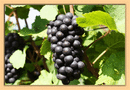 No. 309 - Chrámce - vinařská oblast